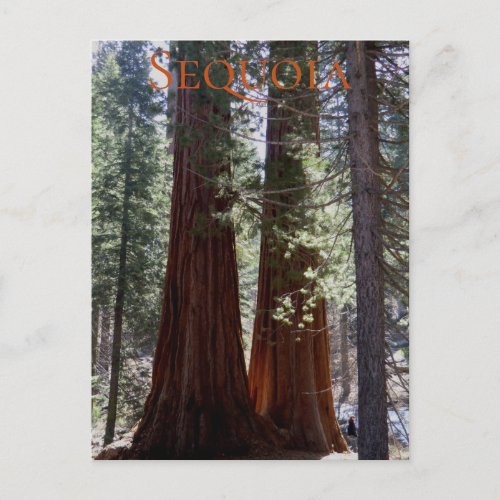 Sequoia National Park Postcard