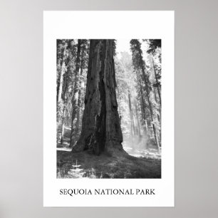 Sequoia National Park Poster