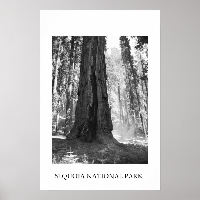 Sequoia National Park Poster (Front)