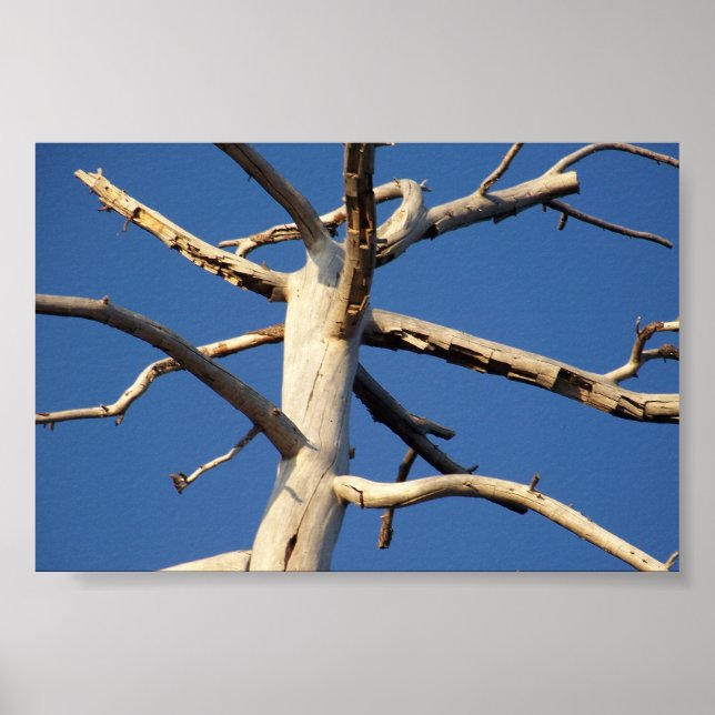 sequoia national park poster (Front)