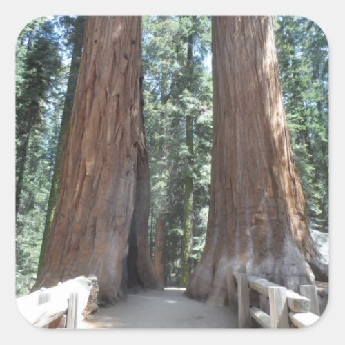 Sequoia National Park Square Sticker