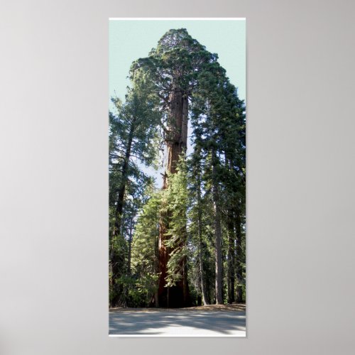 Sequoia National Park Tree Poster