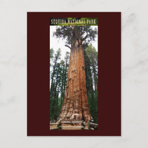 SEQUOIA NAT'L PARK-California-General Sherman Postcard