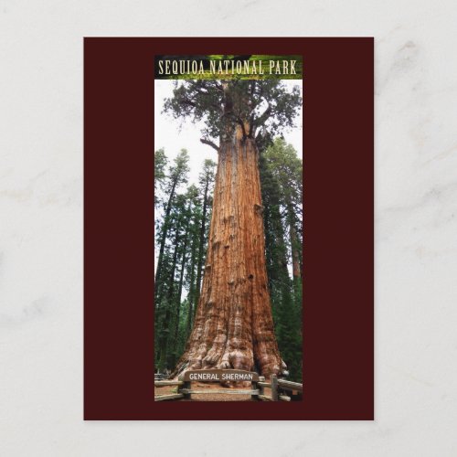 SEQUOIA NATL PARK_California_General Sherman Postcard