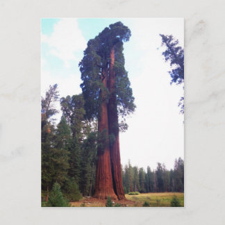 Sequoia Postcard