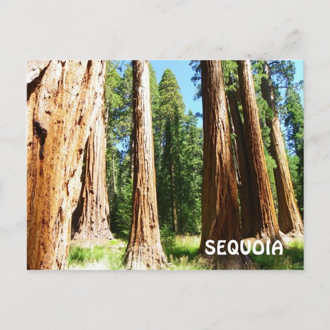 Sequoia Postcard! Postcard (Front)