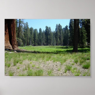 Sequoia Poster