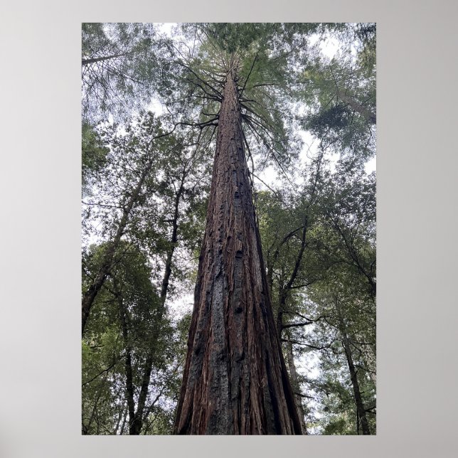 Sequoia Poster (Front)