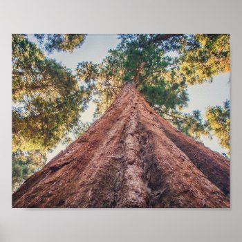 Sequoia Shrine | Poster by GaeaPhoto at Zazzle