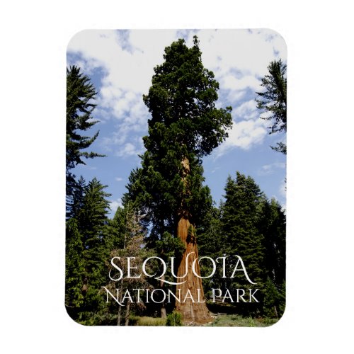 Sequoia Tree against Blue Sky Sequoia NP  Magnet