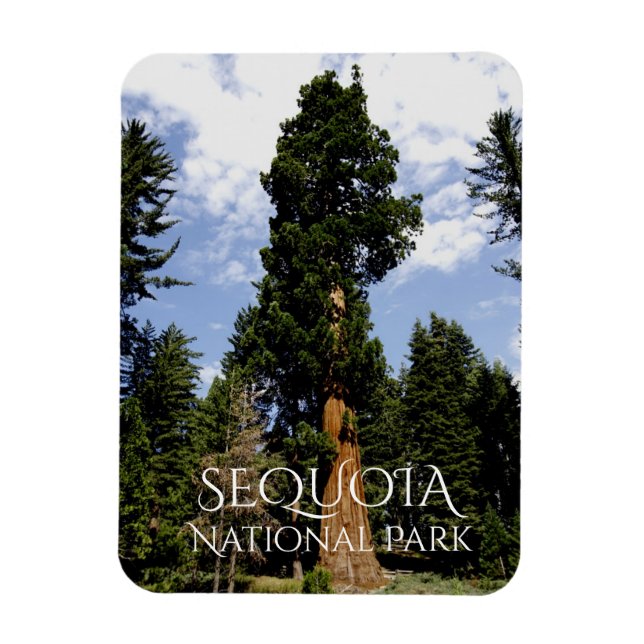 Sequoia Tree against Blue Sky, Sequoia NP  Magnet (Vertical)