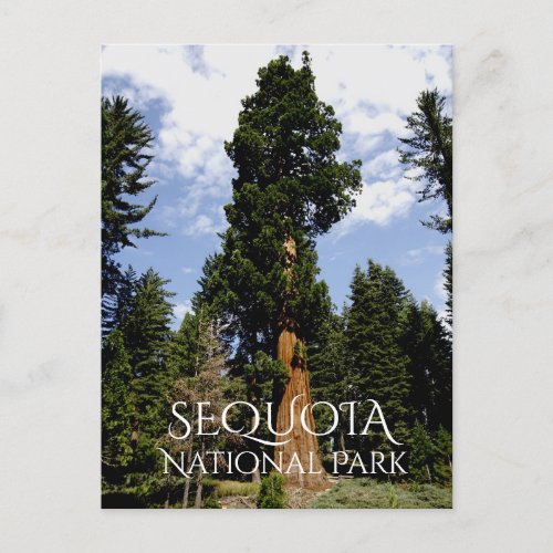 Sequoia Tree against Blue Sky Sequoia NP Postcard