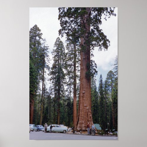 Sequoia Tree in California 1952 Vintage Travel Poster