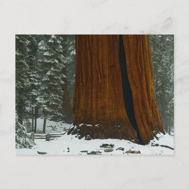 Sequoia Tree in Winter Postcard (Front)