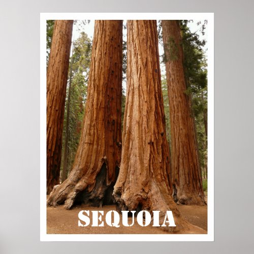 Sequoia Trees Sequoia National Park California Poster