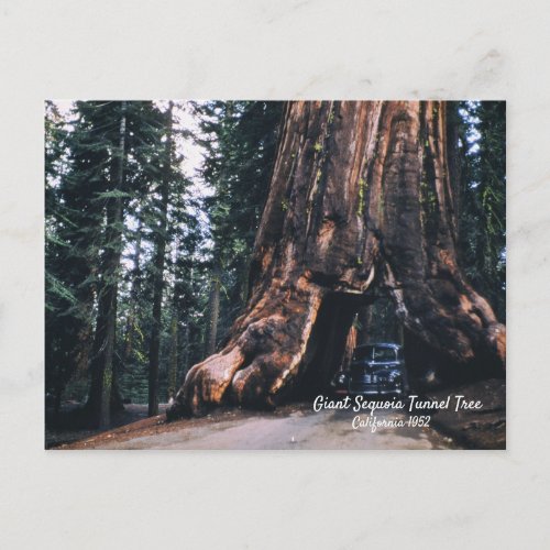 Sequoia Tunnel Tree California 1952 Postcard