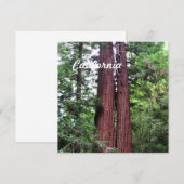 Sequoias (Front/Back)