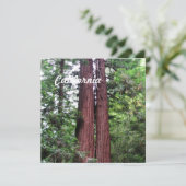 Sequoias (Standing Front)