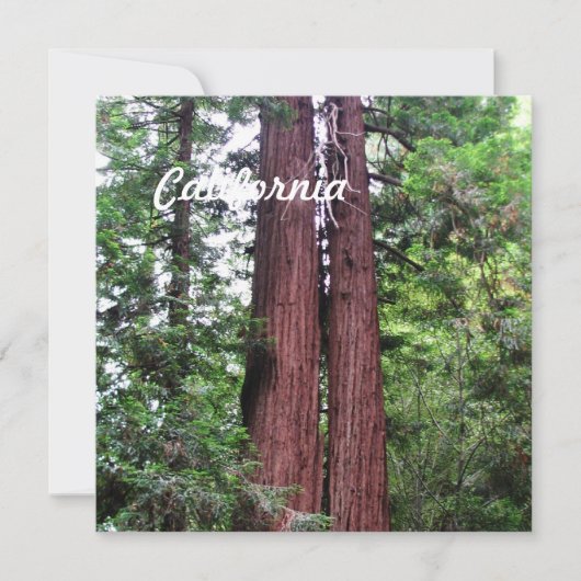 Sequoias (Front)