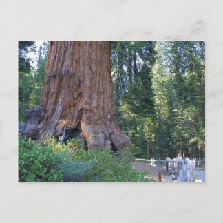Sequoias Forrests Bark Fences Postcard