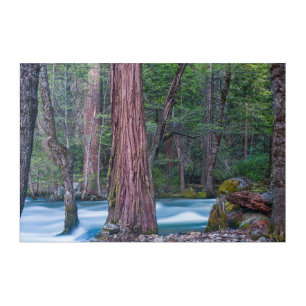 Sequoias & Merced River Yosemite National Park, CA Acrylic Print