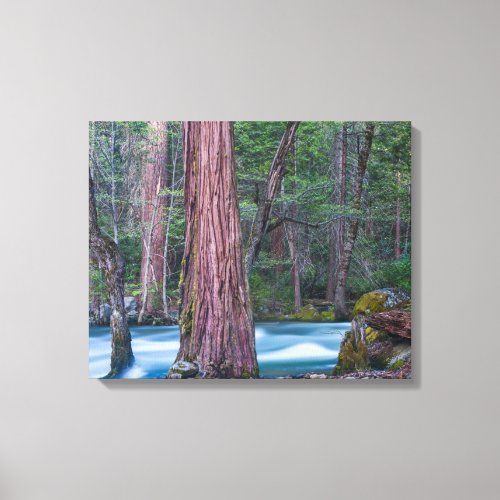 Sequoias  Merced River Yosemite National Park CA Canvas Print