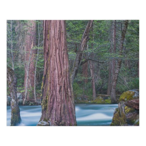 Sequoias  Merced River Yosemite National Park CA Faux Canvas Print