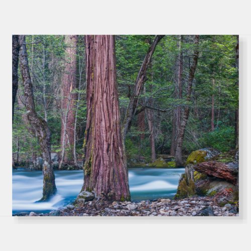 Sequoias  Merced River Yosemite National Park CA Foam Board