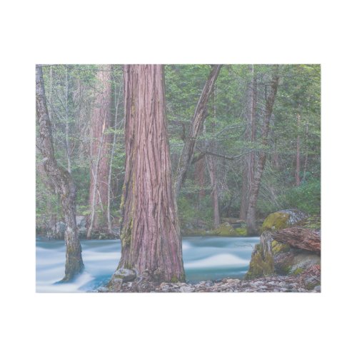 Sequoias  Merced River Yosemite National Park CA Gallery Wrap