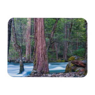Sequoias & Merced River Yosemite National Park, CA Magnet