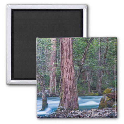 Sequoias  Merced River Yosemite National Park CA Magnet