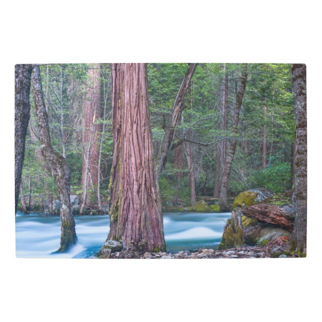Sequoias & Merced River Yosemite National Park, CA Metal Print (Front)