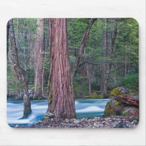 Sequoias  Merced River Yosemite National Park CA Mouse Pad