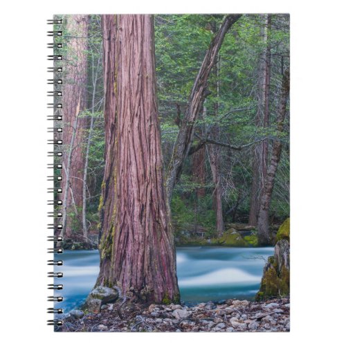 Sequoias  Merced River Yosemite National Park CA Notebook