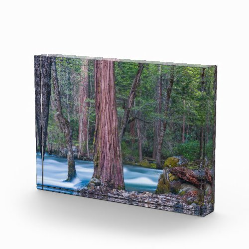 Sequoias  Merced River Yosemite National Park CA Photo Block