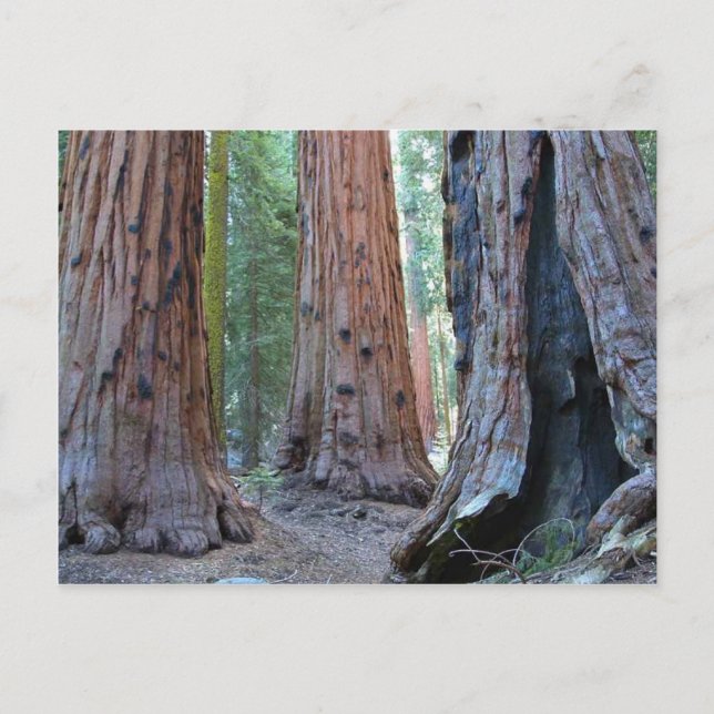 Sequoias Tree Forests Postcard (Front)