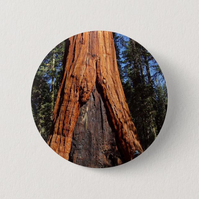Sequoias Trees Giants Burned Bark Pinback Button (Front)