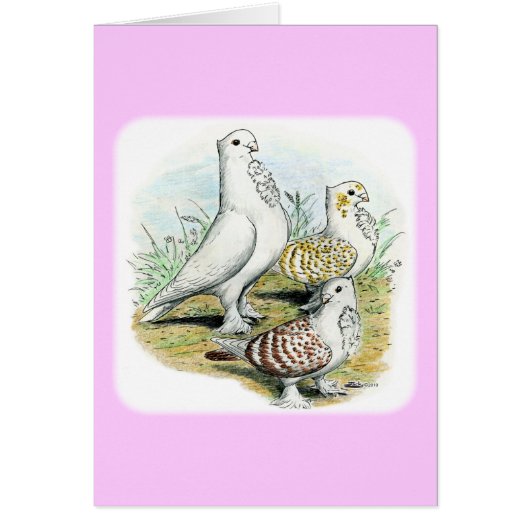 Seraphim Pigeons Cards (Front)