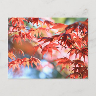 Serene Autumn Maple Leaves Postcard
