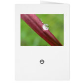 Serene Cards (Back)