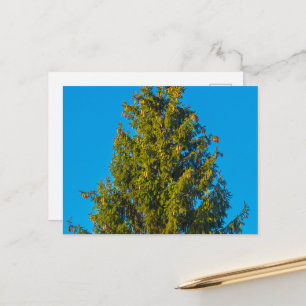 Serene Evergreen Forest Landscape Postcard