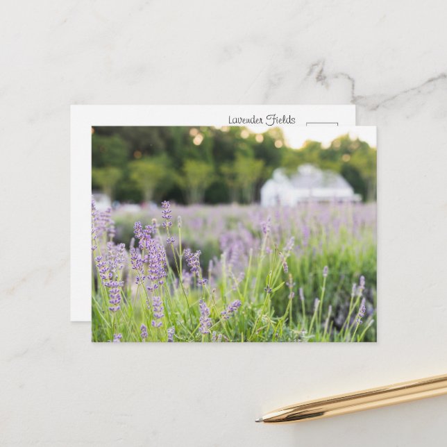 Serene Lavender Fields Postcard (Front/Back In Situ)