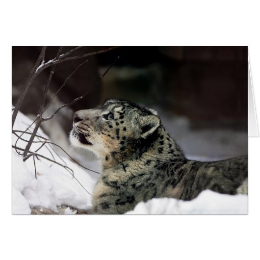 Serene Snow Leopard Cards (Front Horizontal)