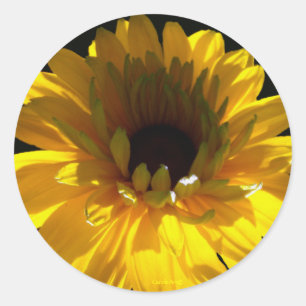 Serene Sunflower Classic Round Sticker