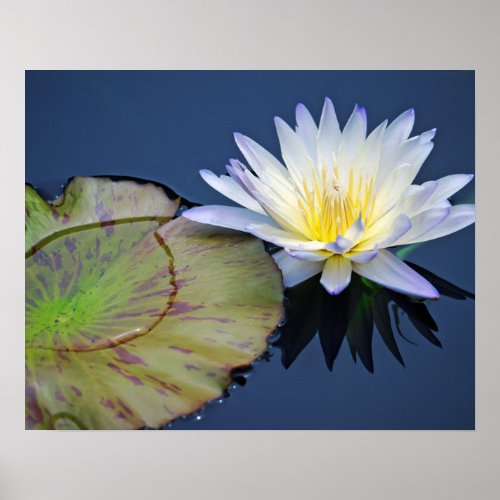 Serene Water Lily Poster