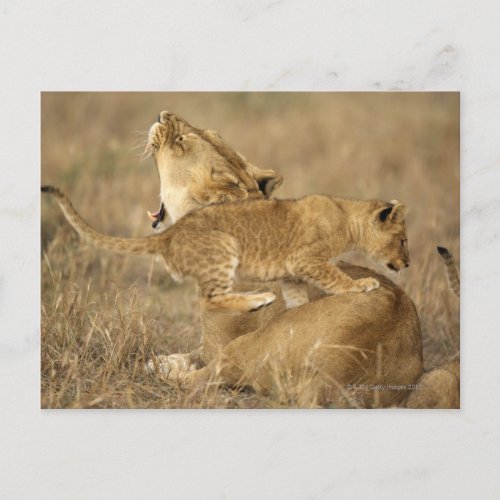Serengeti National Park Tanzania Postcard