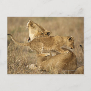 Serengeti National Park, Tanzania Postcard