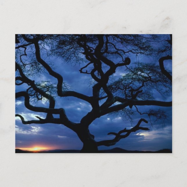 Serengeti National Park, Tanzania Postcard (Front)