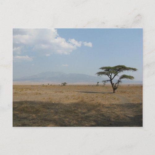Serengeti Plains Postcard