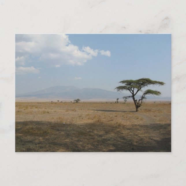 Serengeti Plains Postcard (Front)